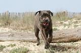 CANE CORSO 216